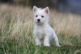 WESTIE 421